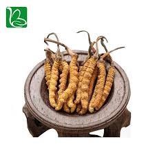 Ghass fafoond , keeda jaadi. Organic Dried Cordyceps Sinensis Caterpillar Fungus Keeda Jadi Cordyceps Root China Cordyceps Sinensis Caterpillar Fungus Keeda Jadi Made In China Com