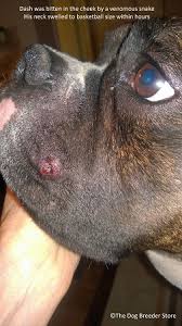 Yes, if ur dog got bitten go the the animal hospital immediatley! Homeopathic Venomous Snake Insect Spider Bite Kit