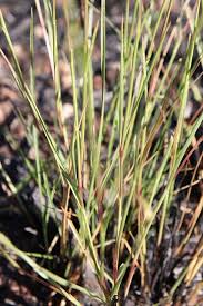 Image result for Elionurus muticus