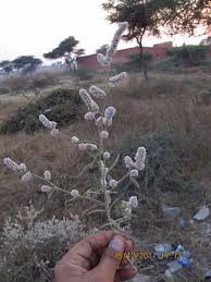 Image result for Aerva