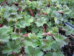Image result for Alchemilla ellenbeckii