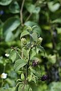 Image result for Lippia somalensis