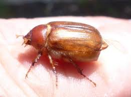 (il n'a pas vraiment été maltraité hein, mais il me fallait vraiment étudier d'où venait cette légende urbaine du hanneton râleur). Amphimallon Sp Hanneton De La Saint Jean Pas Sur Le Monde Des Insectes