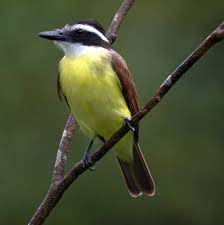 Check spelling or type a new query. Great Kiskadee Wikipedia