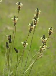 Image result for Plantago