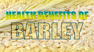 Not many people know the significance of barley and it is considered as just another cereal. Barley Is A Major Cereal Grain Commonly Found In Bread Beverages And Various Cuisines Of Every Raw Dog Food Recipes Barley Health Benefits Easy Food To Make