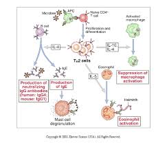 topic719notesimage3 gif 558 478 immunology biology lessons nursing education