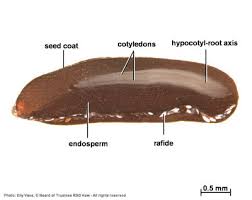 Image result for Spermacoce senensis