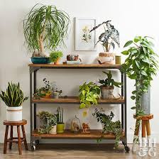 A Fiddle Fig Can Fill A Blank Corner With Green A Gathering Of Potted Plants Nestles Perfectly Under A Console Tab Indoor Plants Plant Table Indoor Plants Diy
