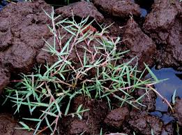Image result for Paspalum vaginatum
