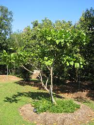 Image result for Tabernaemontana inconspicua