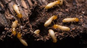 Animal carcass removal animal carcass removal. Commercial Pest Control Services Monmouth County Nj Archives Allison Pest Control Since 1917