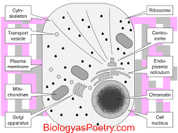 Organisms with cilia can move faster and more efficiently. Quotes About Animal Biology Quotesgram