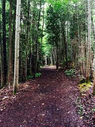 High tide, mid afternoon people fly by, in the traffics boom knowing, just where and i say, climbing, forever trying find you way out of the wild, wild wood said you are gonna find. The Dark And Wild Woods Gino Vannelli