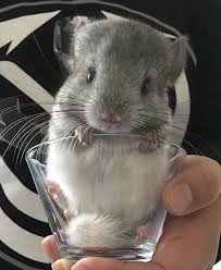 Please take a look around our website and feel free to fill out a contact form if you have any questions. 15 Images Of Baby Chinchillas That Will Melt Your Heart Chinchilla Cute Chinchilla Pet Cute Baby Animals