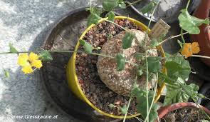 Image result for Momordica boivinii