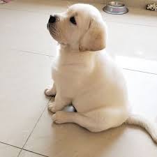 Our puppies are bred for calm demeanors who will be great pets and will also have great show and field potential. Jack Labrador Retriever Pupper For Sale At Michigan Cute Dogs Cute Baby Animals Cute Baby Dogs