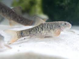 Doctor Fish Garra Rufa Aka Pedicure Fish Freshwater Fish Fish For Sale Fish