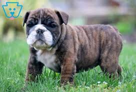 Baby English Bulldog