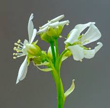 Maybe you would like to learn more about one of these? Venus Fly Trap Flower By Nikonuser1 Ephotozine