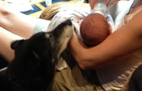 Managing Dog Aggression Toward Babies Three Dogs Training