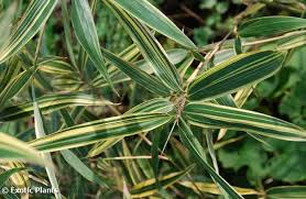 Image result for Pleioblastus fortunei