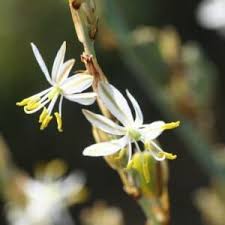 Image result for Chlorophytum colubrinum