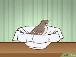 If possible, a healthy nestling should be returned to the nest. How To Help A Baby Bird That Has Fallen Out Of A Nest 14 Steps