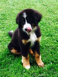 paula bernersennen hovawart mix hunde susse hunde hovawart