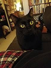 This designer breed was developed to retain the deep black color of the american shorthair and the sleek, muscular body of the burmese. Bombay Cat Wikipedia