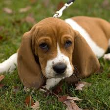 He was surrendered to rescue by a homeless man that only had a few weeks left to live. 1 Basset Hound Puppies For Sale In Austin Tx Uptown