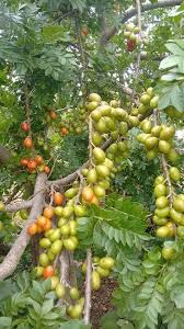 Pin On Fruits