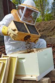 5 Steps To Start A Beehive In Your Backyard Starting A Beehive Beehive Starter Kit Bee Hive