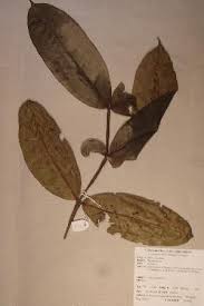 Image result for Memecylon torrei