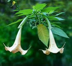 Blooming from midsummer to fall, the profuse blossoms actively open and close depending on the time of day. How To Grow Angel S Trumpet Tips For Growing Brugmansia