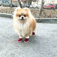 Cute Pomeranian With Boots Pomeranian Dog Cutedog Pom Fluffydog Boots Yavru Kopek Evcil Hayvanlar Kopek