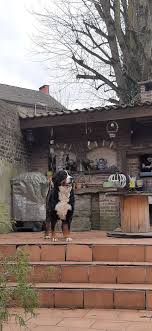 Sur La Terrasse In 2020 Bernese Mountain Dog Dogs Bald Eagle