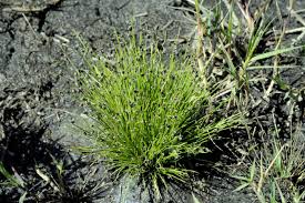 Image result for Isolepis