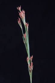 Image result for Rhynchospora rugosa