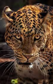 About Wild Animals Face Of A Jaguar Up Close Jaguar Animal Animals Wild Big Cats Art