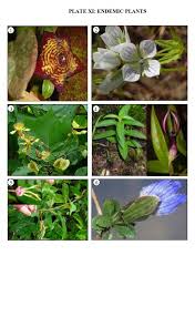 Image result for Sopubia conferta