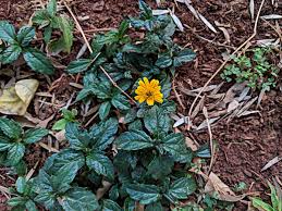 Image result for Sphagneticola trilobata