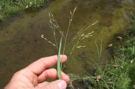 Image result for Panicum repens