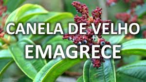 Canela De Velho Gotas Para Que Serve Canela De Velho Emagrece Alimentospoderosos Blog Br Youtube