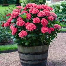 Image result for Hydrangea