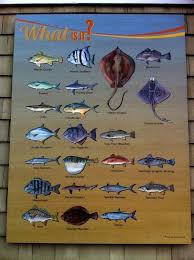 Fishes Of The Outer Banks Offshorebankingbusiness