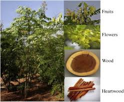 Image result for Caesalpinia sappan
