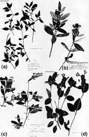 Image result for Barleria grandicalyx
