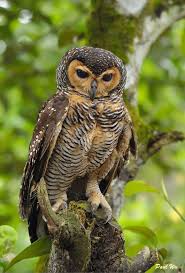 Spotted Wood Owl By Paulwu2009 Owl Photos Wood Owls Owl