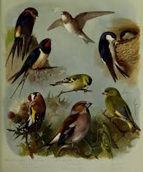 N142 W1150 Birds Painting Bird Art Bird Prints